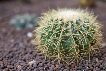 Sticker - Cactus tree in green house