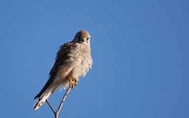 Wall Mural - A low angle view of a female kestrel  perching on a twig against a clear blue sky. 