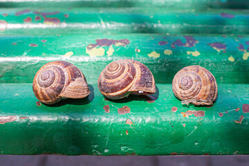 large grape snails on a bench in Tsitsernakaberd park, Armenia