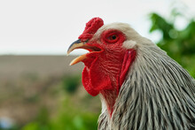 Selective Focus Brahma Cock Or Rooster Crowing. Farm Design Concept , Text Place.