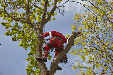 Poster - Tree surgeon. Working with a chainsaw. Sawing wood with a chainsaw.	