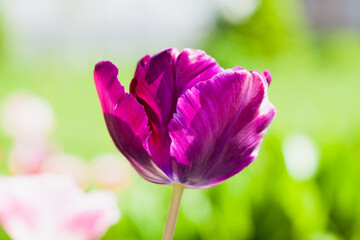 Fotomurales - Purple tulip flower grows in a summer garden