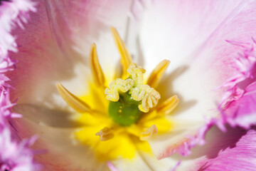 Fotomurales - Colorful flower fragment, pistil and stamens of a tulip