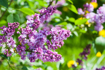 Fotomurales - Purple lilac flowers, flowering woody plant in spring