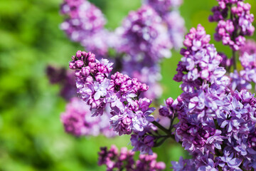 Fotomurales - Lilac flowers, Close-up photo