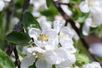 Fotomurales - Apple tree in bloom, white flowers are on branch