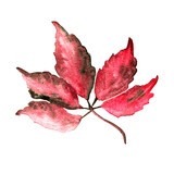 Fototapeta Motyle - Watercolor season colored red wild grape leaf isolated on white background. Colorful autumn leaf