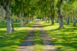 © Bob - A gravel road through a grove of American Sycamore trees in a cemetery in The Dalles Oregon.  Focus stacked to insure sharp focus