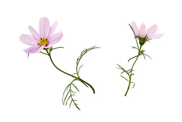Wall Mural - set of pink cosmos flowers isolated