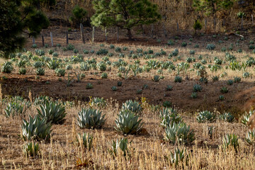 Canvas Print - planta Agave maximiliana, para producir raicilla, bebida alcoholica en san gregorio, mixtlan, jalisco