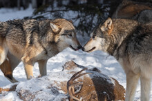 Grey Wolves (Canis Lupus) Touch Noses Over Body Of White-tail Deer Winter