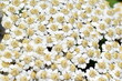 Weiße Einzelblüten einer Großblättrigen Wucherblume