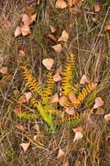 Sticker - Autumn leaves on the tree. Season of colorful foliage.	