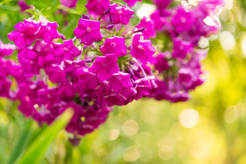 Canvas Print - Garden phlox (Phlox paniculata), vivid summer flowers. Blooming branches of phlox in the garden on a sunny day. Soft blurred selective focus.	