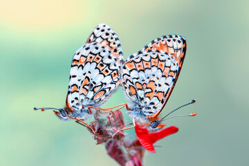 Macro shots, Beautiful nature scene. Closeup beautiful butterfly sitting on the flower in a summer garden.