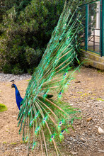 The Peacock Spread Its Beautiful Tail In The Bird's Yard. The Fairy-tale Firebird Peacock.