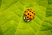 Lady Bug Slowly Approching Its Lunch