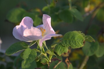 Wall Mural - Wild Rose. May rosehip. Delicate and fragile flower. bokeh. Holiday concept. Place for text. Card. Wishes, confessions, gift.