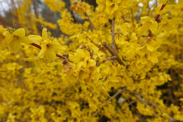 Wall Mural - A forsythia plant (Forsythia spp) can add dramatic flair to a yard in the early spring.