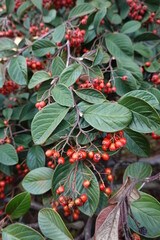 Wall Mural - Cotoneaster lacteus (Red Clusterberry). This is a 6-8 foot tall and 6-12 foot wide mounding shrub clothed with leaves that are dark green above.