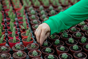 agriculture with cactus production greenhouse 