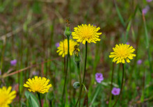 Closeup Of Hypochaeris Radicata Also Known As False Dandelion, Catsear, Flatweed. An Introduced Species, Found Here In California.
