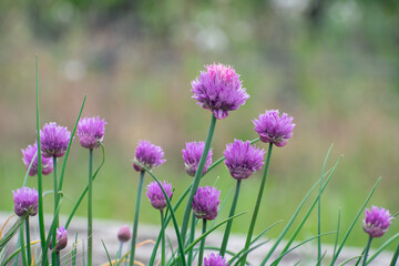 Wall Mural - Chives in bloom in the garden