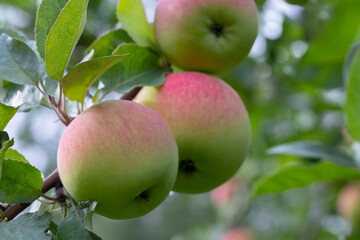 Wall Mural - Several ripe green-red apples on an apple tree branch