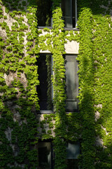 Wall Mural - Green facade, eco house concept. Ivy covered building in Tbilisi Georgia. Vine creeper around window on facade house covered wild grape. 