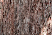 Eucalyptus Tree Bark Texture, Old Eucalyptus Tree Trunk Background