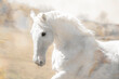 White gelding in field, heavenly, cantering, close-up, head, beautiful