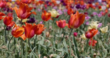 Sticker - Colorful Tulip flowers swaying to wind, shot in Holland, Michigan during Tulip time.