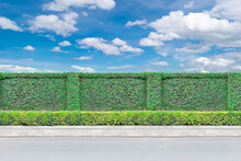 Green leaves fence wall,