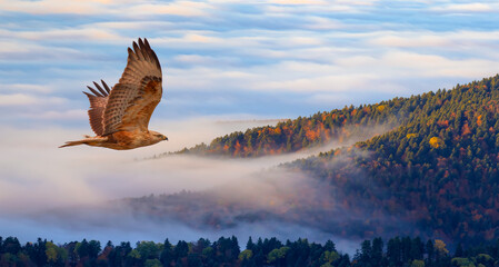 Poster - Aerial view of autumn forest over the clouds with red tailed hawk - Yedigoller , Turkey