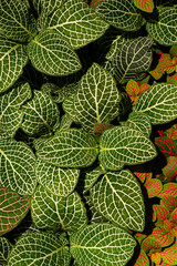 Sticker - exotic plant fittonia, nature background