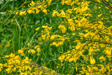 Canvas Print - Cytisus scoparius, common broom or Scotch broom yellow flowers closeup