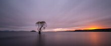 Lone Tree At Dawn, Lake Taupo, New Zealand