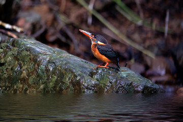 Wall Mural - A blue-banded kingfisher stands on a rock that runs through a river in the rainforest in search of food.