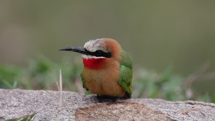 close up of a white-fronted bee-eater