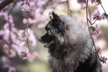 Close Up Profile Portrait Of Grey Black Fluffy Keeshond Wolfspitz Dog With Tongue Out On The Background Are Brunches Of Blooming Tree With Light Pink Flowers