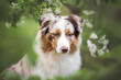 Outdoors close up portrait of red merle australian shepherd dog on the green summer background with leaves and blooming white flowers
