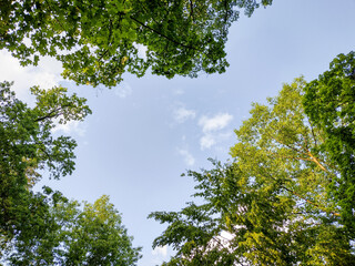 Wall Mural - green trees and the sky - In Maramures, Romania