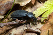 Carabus coriaceus is a species of beetle widespread in Europe, where it is primarily found in deciduous forests and mixed forests.