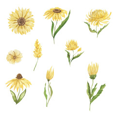 Watercolor illustration of yellow flowers