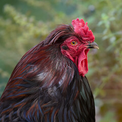 Sticker - Close up of head of red brown rooster