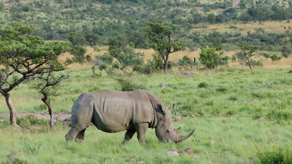 Poster - An endangered white rhinoceros (Ceratotherium simum) in natural habitat, South Africa