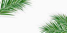 Summer Tropical Backgrounds With Palms And Transparent Shadow. Summer  Poster Or Flyer . Summertime