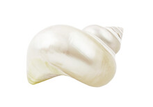 Pearl Snail Seashell Isolated On White Background Close-up