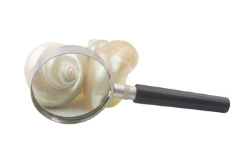 Two pearl snail seashells under magnifying glass isolated on white background. Recognition and identification sea animals concept.