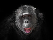 chimpanzee face on black background.